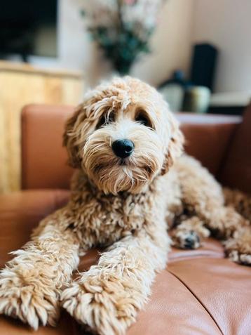 Mini Australian labradoodle dekreu beschikbaar voor biedingen