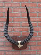 Antilope Hoorns op Houten Schild, Ophalen of Verzenden, Gebruikt