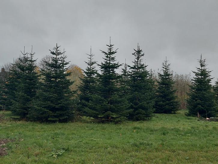 Kerstbomen: verschillende soorten en maten, Diversen, Kerst, Nieuw, Ophalen