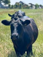 Gezocht Angus stier voor dekking, Dieren en Toebehoren, Mannelijk