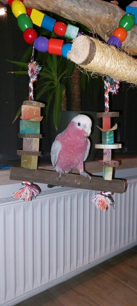 Rosé kaketoe., Dieren en Toebehoren, Vogels | Toebehoren, Zo goed als nieuw, Kooi-accessoires, Ophalen