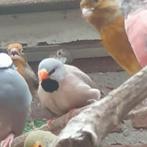 1 Geelsnavel spitstaart amadine, Dieren en Toebehoren, Vogels | Overige Vogels, Vrouwelijk