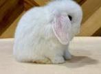 ❤KNAPPE KNUFFEL MINILOP RAMMETJES ZOEKEN EEN LIEFDEVOL HUIS, Dieren en Toebehoren, Konijnen, Mannelijk, Dwerg, Hangoor, 0 tot 2 jaar