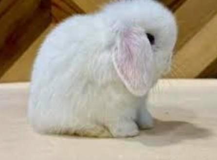 ❤KNAPPE KNUFFEL MINILOP RAMMETJES ZOEKEN EEN LIEFDEVOL HUIS, Dieren en Toebehoren, Konijnen, Dwerg, Mannelijk, 0 tot 2 jaar, Hangoor