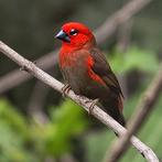 Carmazijn astrilde – vast geringd & met overdrachtsverkla, Dieren en Toebehoren, Vogels | Overige Vogels, Meerdere dieren