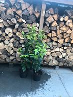 Prunus Caucasica, Tuin en Terras, Ophalen of Verzenden, Laurier, 100 tot 250 cm