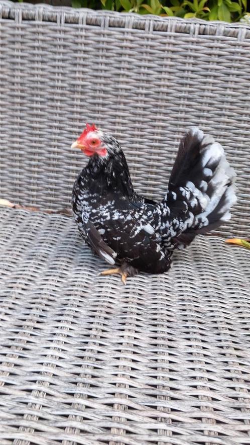Lieve chabo kriel hennetjes, Dieren en Toebehoren, Pluimvee, Kip, Vrouwelijk