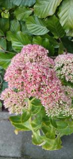 Sedum (Vetkruid) - Prachtige Vaste Plant, Volle zon, Vaste plant, Herfst, Ophalen