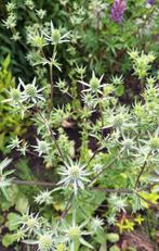 Eryngium ' Silver Salentino' zaden, kruisdistel., Ophalen of Verzenden, Volle zon