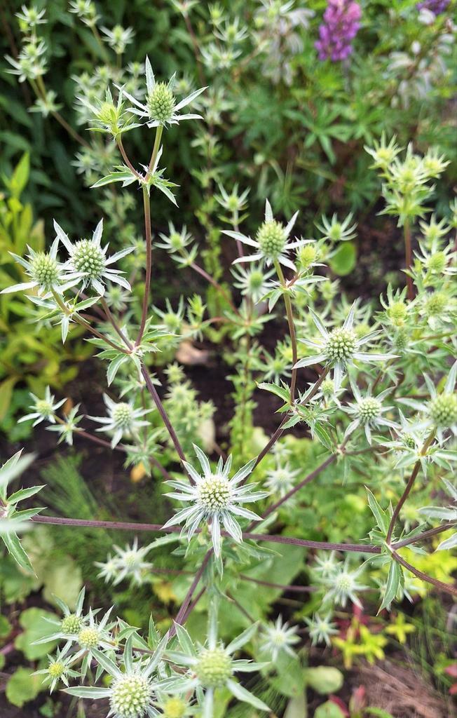 Eryngium ' Silver Salentino' zaden, kruisdistel., Tuin en Terras, Bloembollen en Zaden, Volle zon, Ophalen of Verzenden