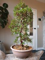 Satsuki Azalea Santoko Bonsai 95cm, Ophalen, Bloeit niet, Halfschaduw, Overige soorten