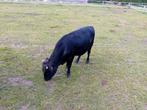 Stier van Juni 2024. Alleen voor UBN houders. 80 cm schoft., Dieren en Toebehoren, Mannelijk, 0 tot 2 jaar