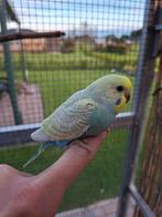 Jonge grasparkieten te koop, Dieren en Toebehoren, Geslacht onbekend, Parkiet, Tam