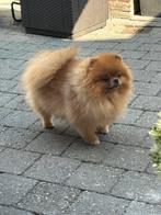 Pomeriaan teefje ( goed lezen ), Dieren en Toebehoren, Honden | Poolhonden, Keeshonden en Oertypen, Particulier, Rabiës (hondsdolheid)