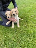 Super leuke labrador kruising pups te koop!, Dieren en Toebehoren, Honden | Niet-rashonden, 8 tot 15 weken, Groot, Meerdere, Meerdere dieren