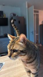 2 bengalse vriendjes, Dieren en Toebehoren, Katten en Kittens | Raskatten | Korthaar, Kater