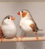 Koppel witborst zebravinken, Dieren en Toebehoren, Meerdere dieren