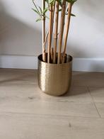 Plantenpot goud, Huis en Inrichting, Kamerplanten, Ophalen of Verzenden, Volle zon, Minder dan 100 cm