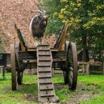Landgeit bok, Dieren en Toebehoren, Schapen, Geiten en Varkens, Mannelijk, Geit