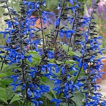 Salvia guaranitica 'Black And Blue', hoogte 1.5 m beschikbaar voor biedingen
