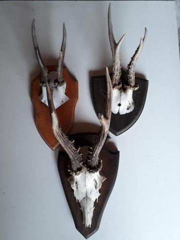 Gewei ,Hert of Ree 3 stuks ideaal voor een  mancave- Bar.  beschikbaar voor biedingen