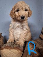 Labradoodle pups, Dieren en Toebehoren, Honden | Retrievers, Spaniëls en Waterhonden, Overige rassen, 8 tot 15 weken, Meerdere