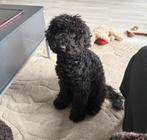 Mylo Zoekt Nieuw Thuis!, Dieren en Toebehoren, Honden | Chihuahua's en Gezelschapshonden, Rabiës (hondsdolheid), 15 weken tot 1 jaar