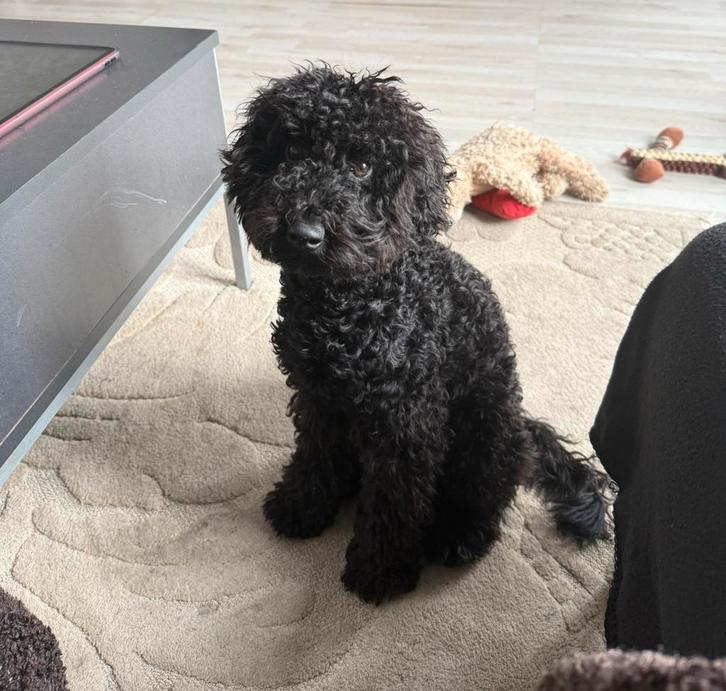 Mylo Zoekt Nieuw Thuis!, Dieren en Toebehoren, Honden | Chihuahua's en Gezelschapshonden, Reu, Overige rassen, Particulier, Eén hond