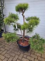 Pinus sylvestris pon pon, Bloeit niet, 100 tot 250 cm, Ophalen, Volle zon