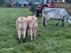 Koe met 2 kalveren, Dieren en Toebehoren, Vrouwelijk