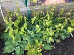 Gele brandkruid, Vaste plant, Halfschaduw, Zomer, Ophalen