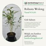 Fargesia Robusta Wolong | Elegante Niet-Woekerende Bamboe, In pot, Bloeit niet, Halfschaduw, Overige soorten