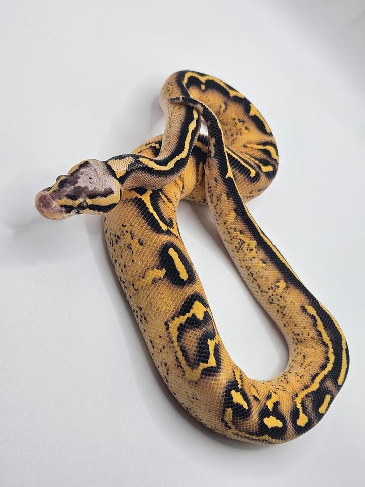 Koningspython- python regius- ballpython