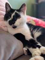 Lieve poes Quinny zoekt een liefdevol huisje, Dieren en Toebehoren, Katten en Kittens | Raskatten | Korthaar, Poes