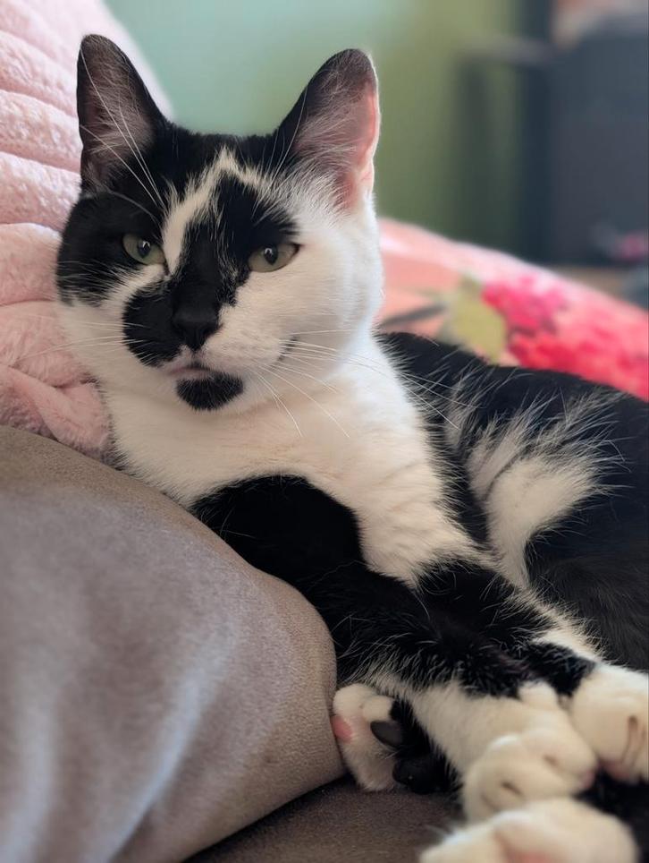 Lieve poes Quinny zoekt een liefdevol huisje, Dieren en Toebehoren, Katten en Kittens | Raskatten | Korthaar, Poes