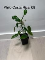 Philodendron Costa Rica, Huis en Inrichting, Overige soorten, Minder dan 100 cm, Halfschaduw, Groene kamerplant