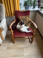 Dieren, Poes, Kortharig, 3 tot 5 jaar