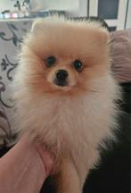 Pomeranian/dwergkees reutje, Dieren en Toebehoren, Keeshond, Reu, CDV (hondenziekte), 8 tot 15 weken