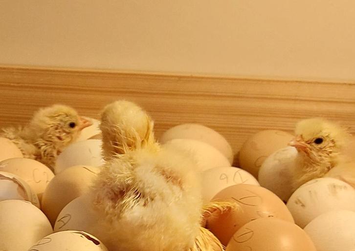 Nieuwe Poule de Bresse weer in aantocht, Dieren en Toebehoren, Pluimvee | Toebehoren, Nieuw, Drinken en Voederen, Ophalen