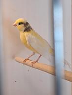 Kanarie, bont geel, Dieren en Toebehoren, Vogels | Kanaries, Geslacht onbekend, Kleurkanarie