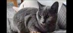 Blauw Mix Chatreu - dekker grijs, Dieren en Toebehoren, Katten en Kittens | Dekkaters, 0 tot 2 jaar