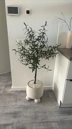 Westwing Grote plantenpot Olea, 25 tot 40 cm, Rond, Ophalen of Verzenden, Zo goed als nieuw
