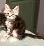 Maine Coon kittens klaar voor vertrek, Dieren en Toebehoren, Katten en Kittens | Raskatten | Korthaar, Meerdere dieren, Ontwormd