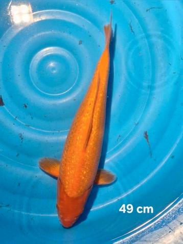 Leuke ginrin bennigoi knal oranje 49 cm beschikbaar voor biedingen