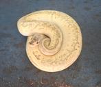 Python regius (Koningspythons), Slang
