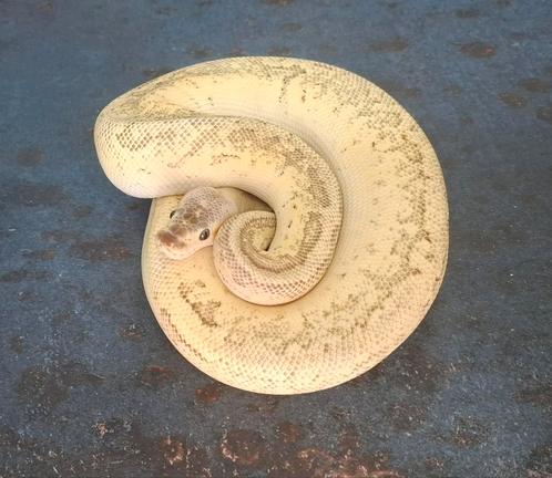 Python regius (Koningspythons), Dieren en Toebehoren, Reptielen en Amfibieën, Slang