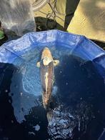 kumonryu Japanse koi, Karper of Koi