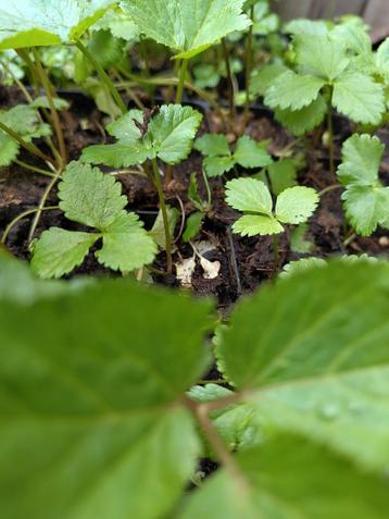 Grote engelwortel | Angelica Archangelica beschikbaar voor biedingen