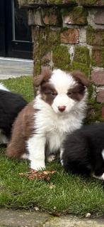 Border  collie pup teefje, Dieren en Toebehoren, Parvo, 8 tot 15 weken, Teef, Collie