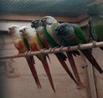 Pyrrhura  10 stuks, Dieren en Toebehoren, Vogels | Parkieten en Papegaaien, Meerdere dieren, Parkiet, Geringd